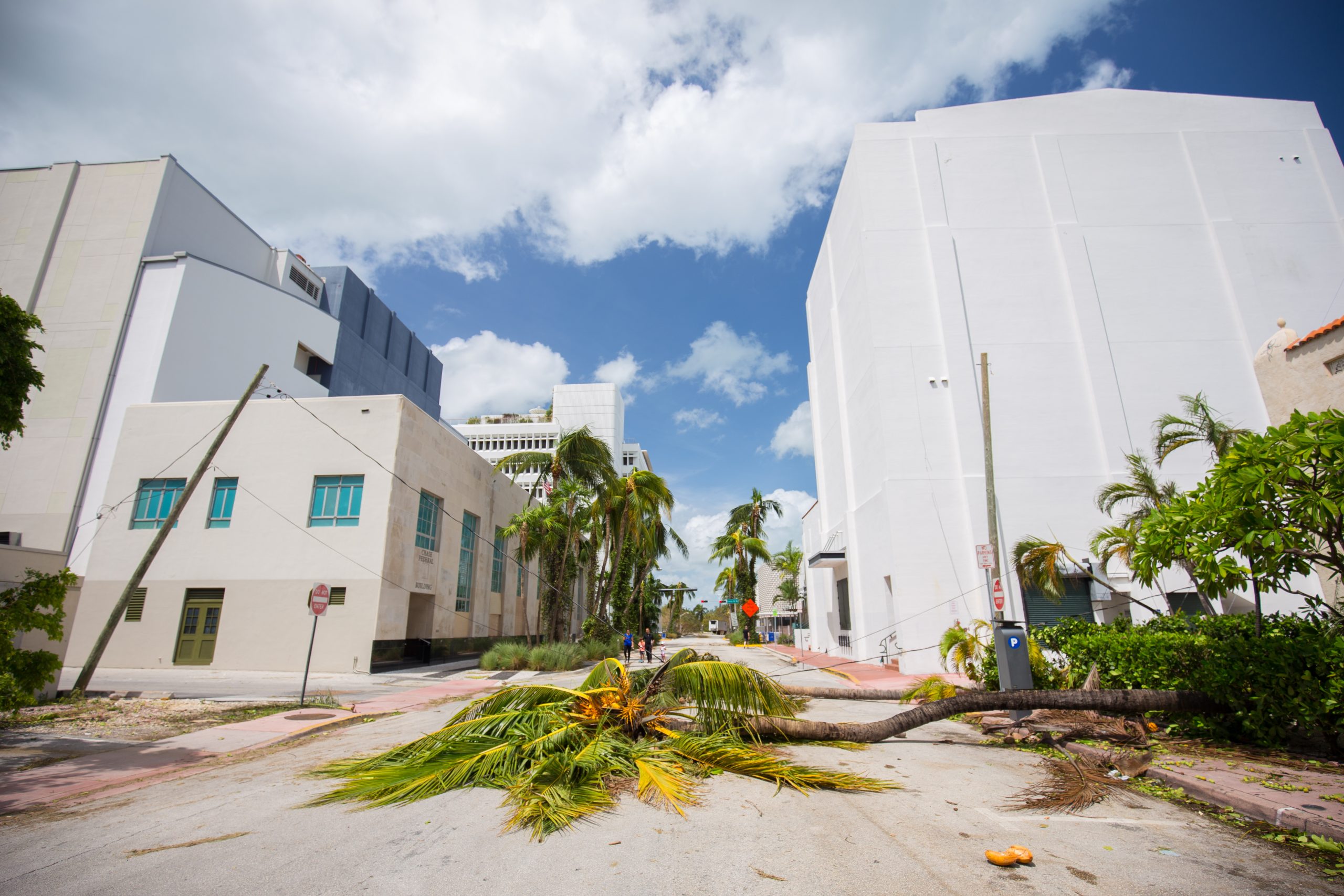 Hurricane Damage, Palm Tree Fallen in the Street